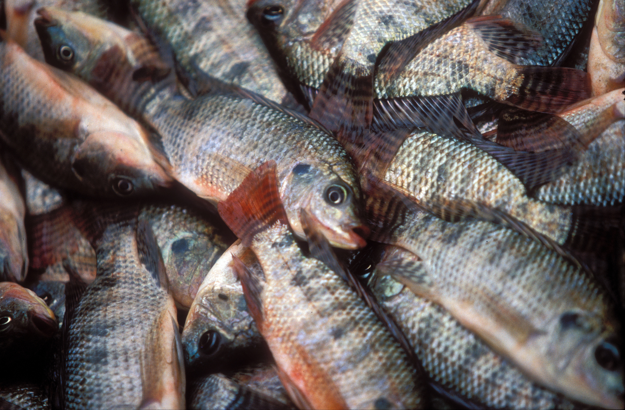 Aquaculture 5